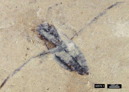 Notonectidae