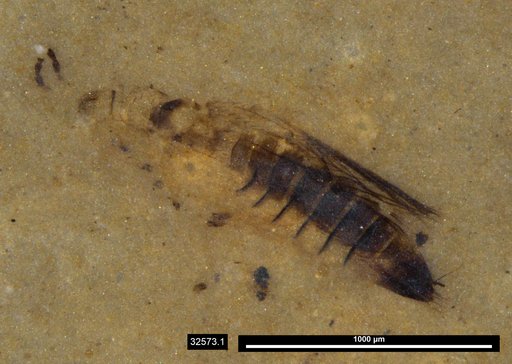 Genus sp