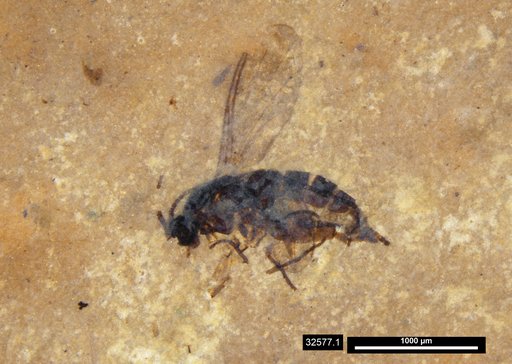 Sciaridae