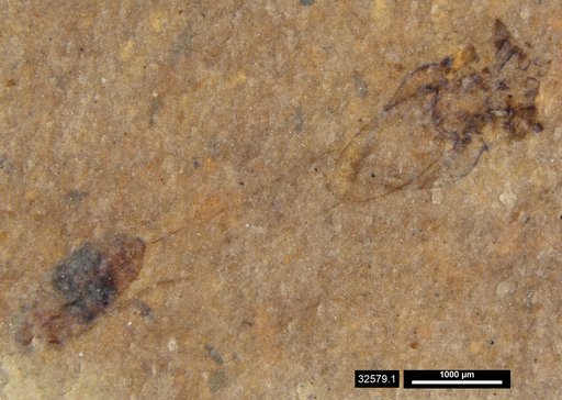Genus sp