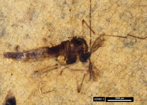 Genus sp