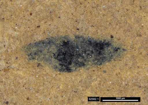Tracheophyta
