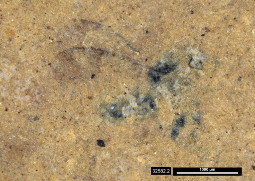 Genus sp