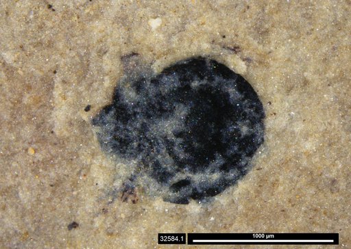 Tracheophyta