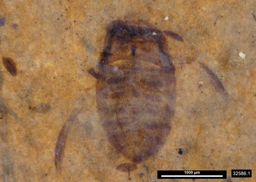 Corixidae