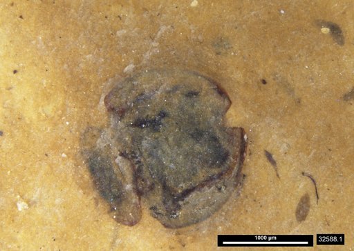 Tracheophyta