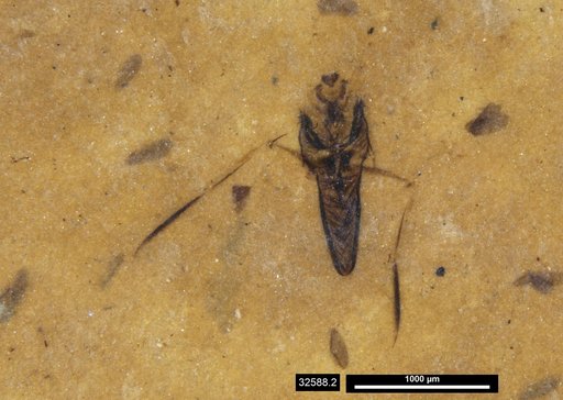 Notonectidae