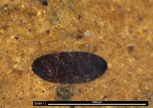 Tracheophyta