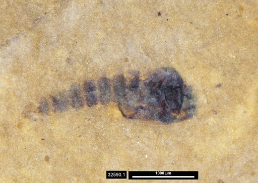 Chaoboridae