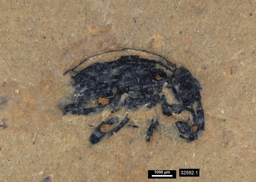 Genus sp