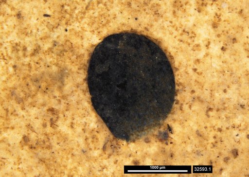 Tracheophyta