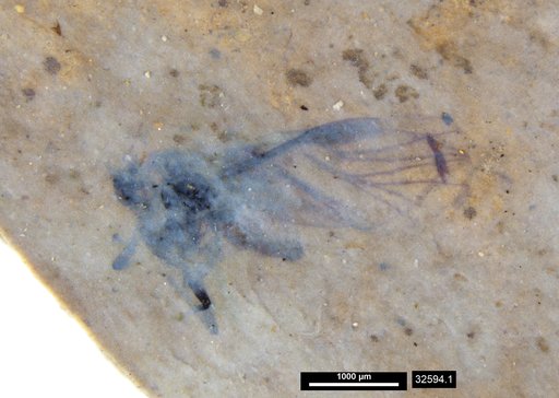 Aphididae
