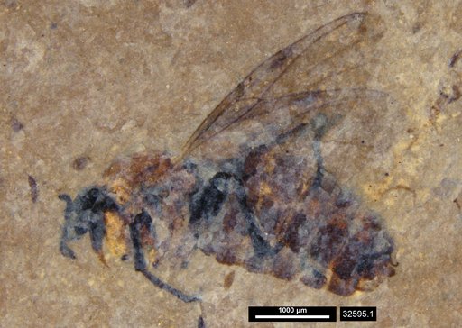 Genus sp