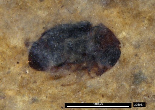 Genus sp