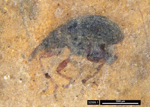 Genus sp