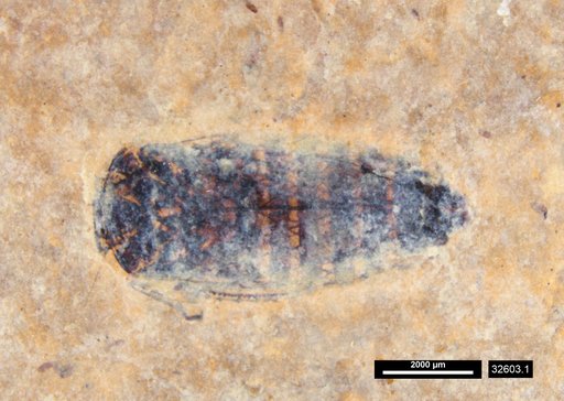 Corixidae