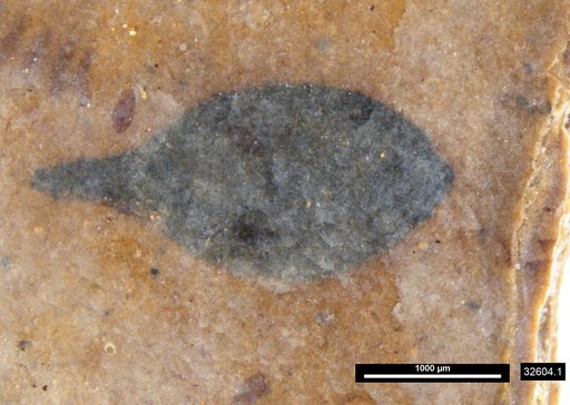 Tracheophyta