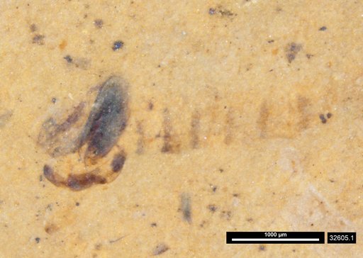 Chaoboridae