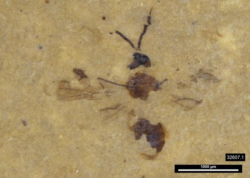 Braconidae