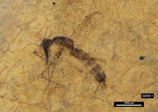 Chaoboridae