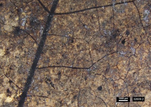 Tracheophyta
