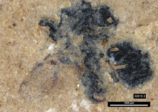 Insecta