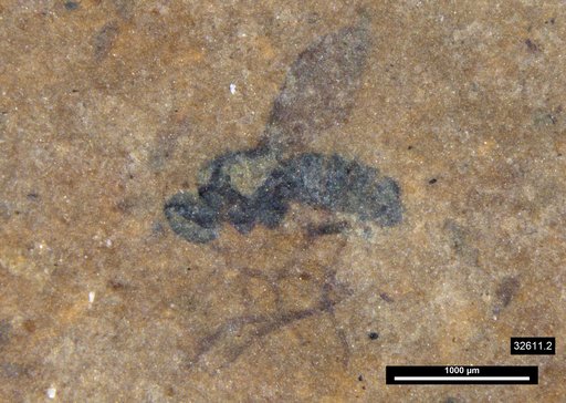 Diptera