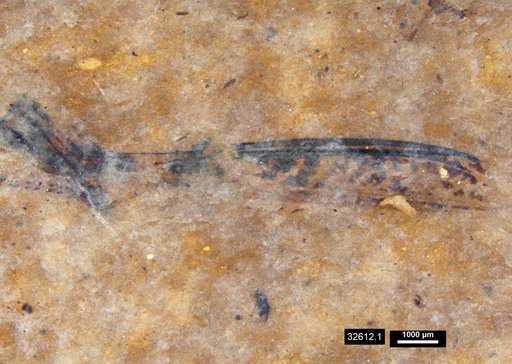 Genus sp