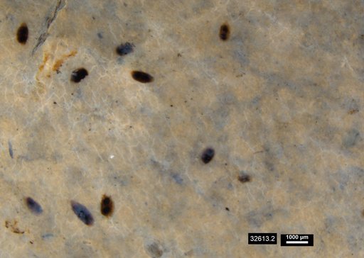 Daphniidae