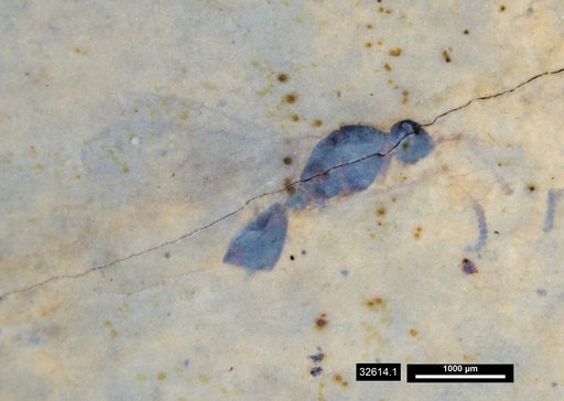 Diapriidae