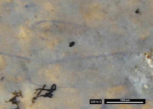Insecta