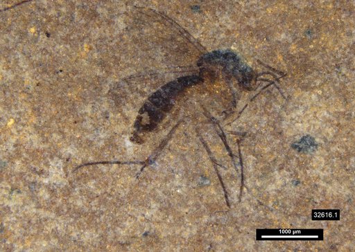 Mycetophilidae