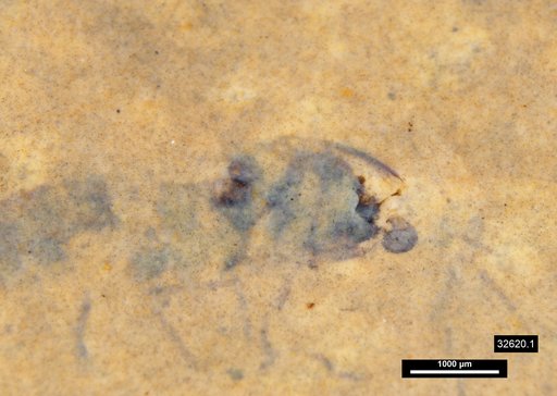 Insecta