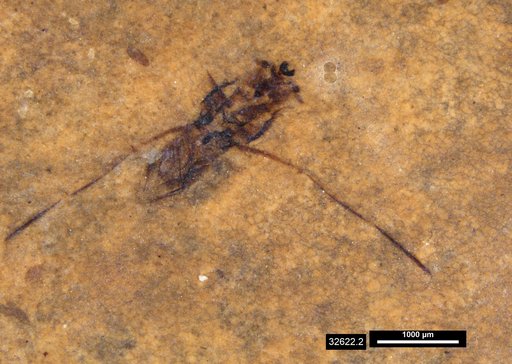 Notonectidae