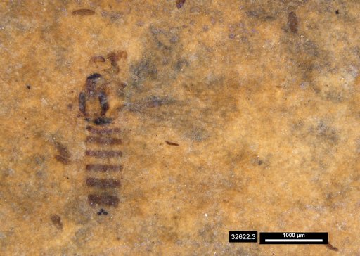 Chaoboridae