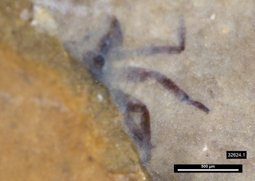 Genus sp