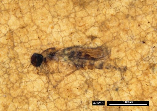 Diptera