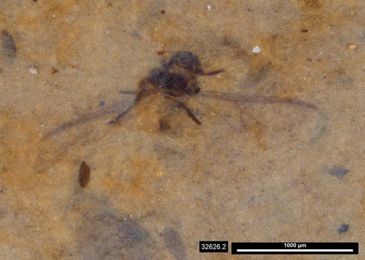 Aphididae