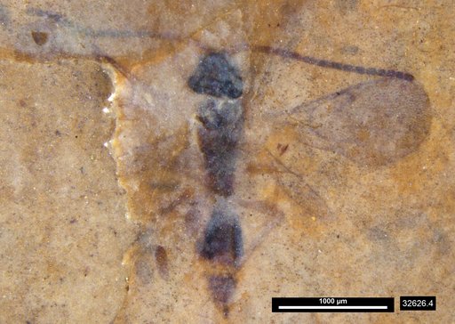 Diapriidae
