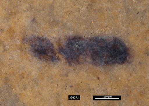 Genus sp