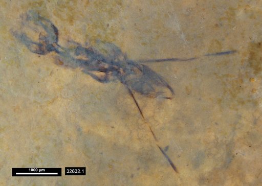 Notonectidae