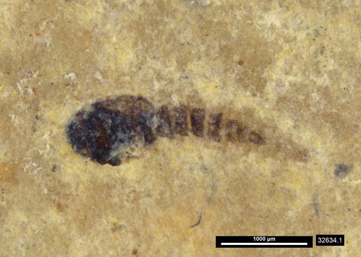 Chaoboridae