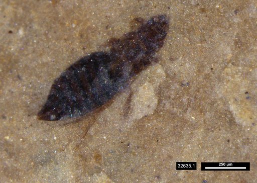 Genus sp