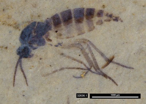 Sciaridae