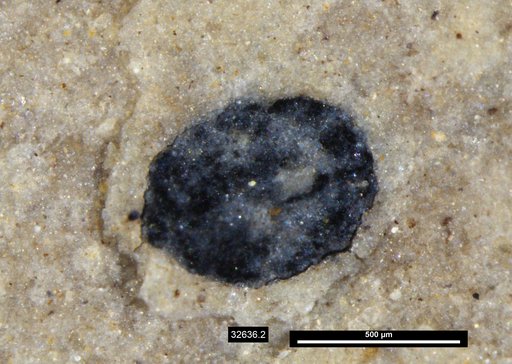 Tracheophyta