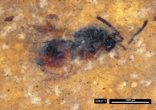 Genus sp
