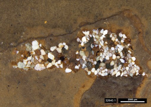 Genus sp