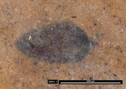 Tracheophyta