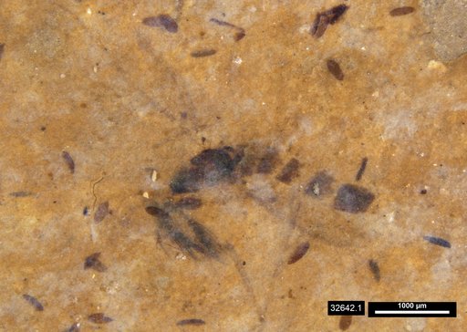 Chaoboridae