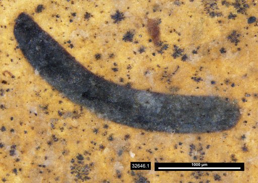 Tracheophyta